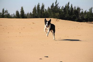 3DM速报：MMO《新世界》Steam周销连冠 IG未进季后赛